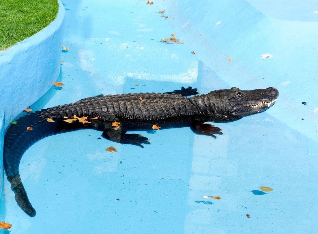 Alligators in Your Swimming Pool - It's No Joke