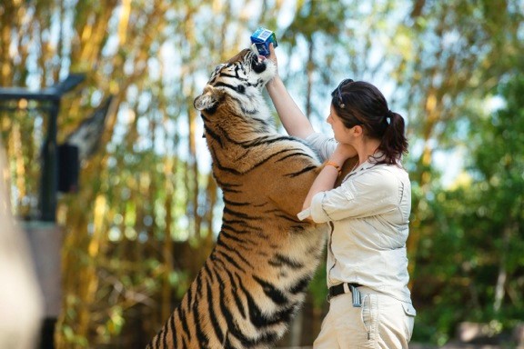 How Zoos Train Staff to Keep Guests Safe