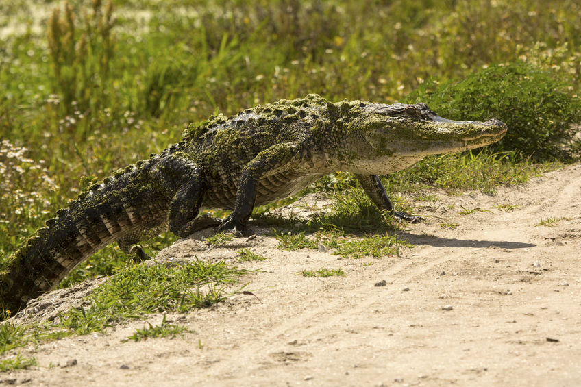 What Happens If You Get Into a Florida Car Crash with a Wild Animal?